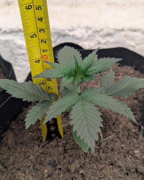 42fastbuds Strawberry Gorilla RF3 Auto. Week 2