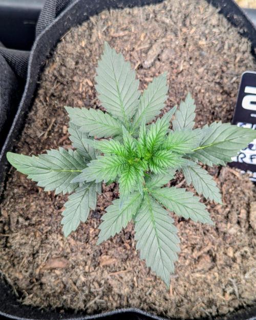42fastbuds Strawberry Gorilla RF3 Auto. Week 2