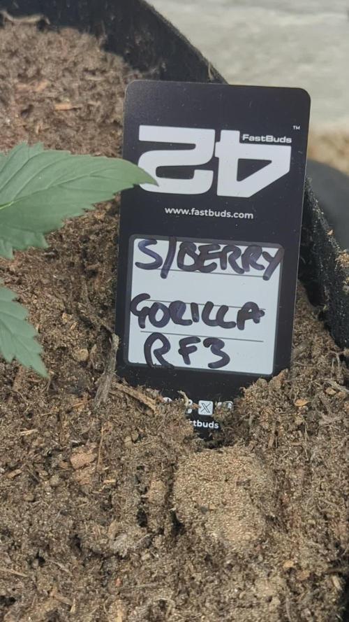 Strawberry Gorilla Auto RF3. Week 2