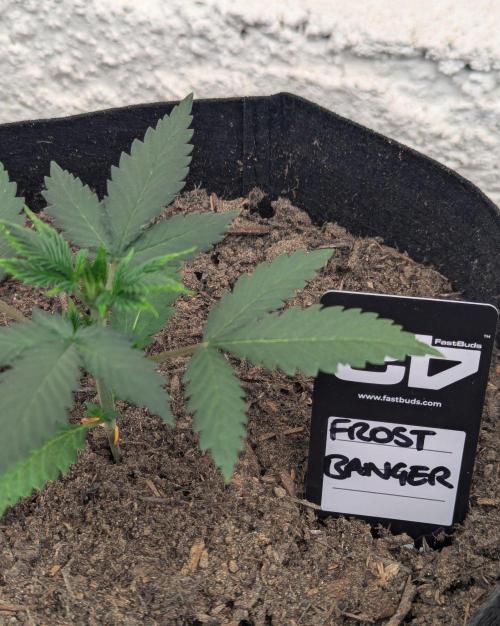 42fastbuds Frostbanger Auto. Week 2