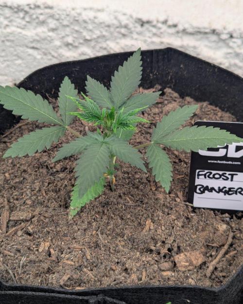 42fastbuds Frostbanger Auto. Week 2
