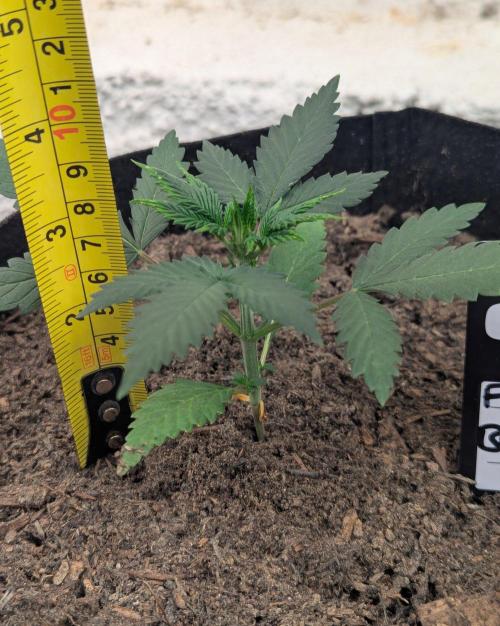42fastbuds Frostbanger Auto. Week 2
