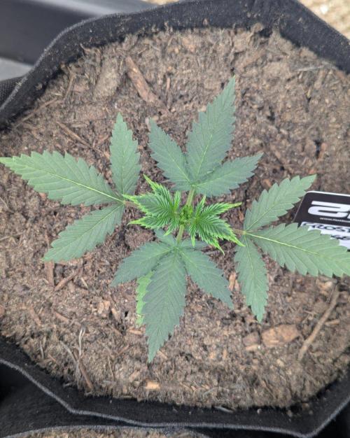 42fastbuds Frostbanger Auto. Week 2
