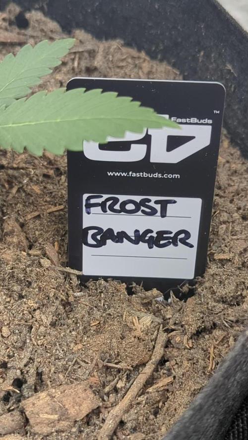 42fastbuds Frostbanger Auto