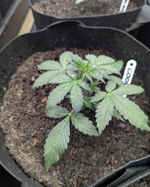 Barney's Farm Cookies Kush Auto. Week 2
