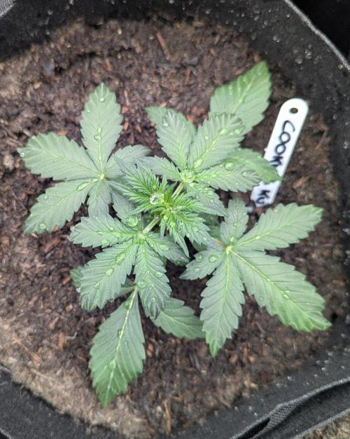 Barney's Farm Cookies Kush Auto. Week 2