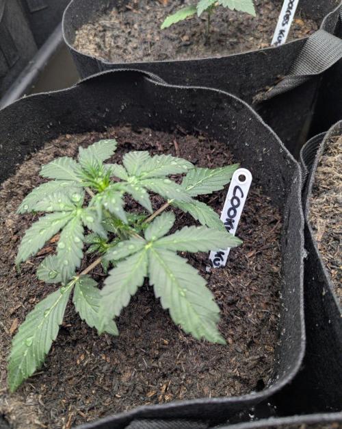 Barney's Farm Cookies Kush Auto. Week 2