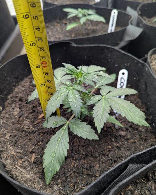 Barney's Farm Cookies Kush Auto. Week 2