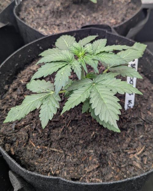 Barney's Farm Cookies Kush Auto. Week 2