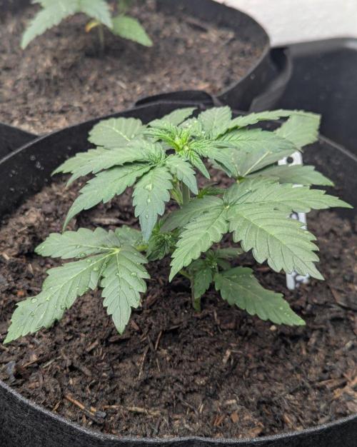 Barney's Farm Cookies Kush Auto. Week 2