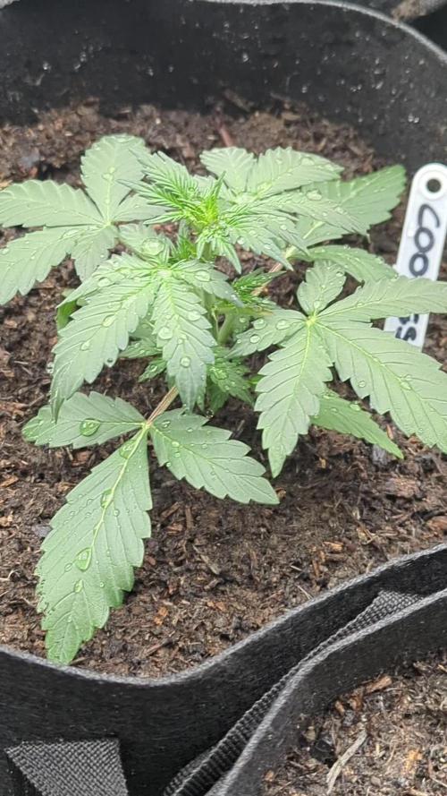 Barney's Farm Cookies Kush Auto