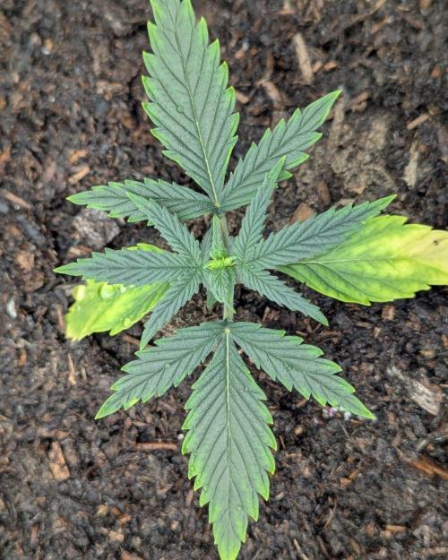 Barney's Farm GMO Auto. Week 2