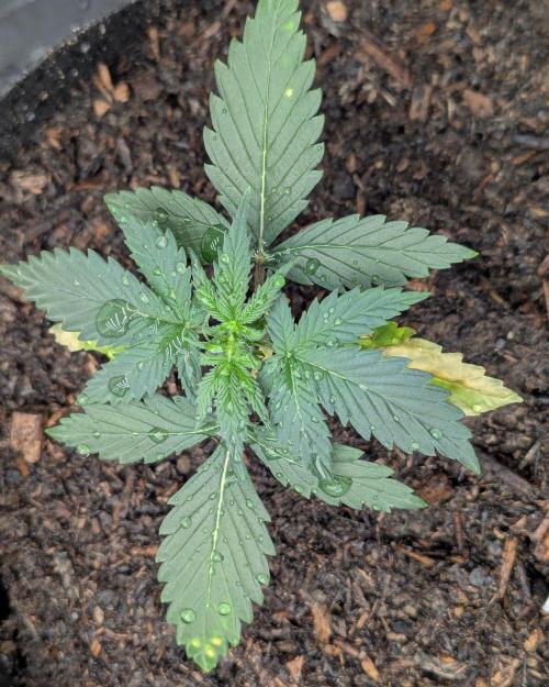Barney's Farm GMO Auto. Week 2