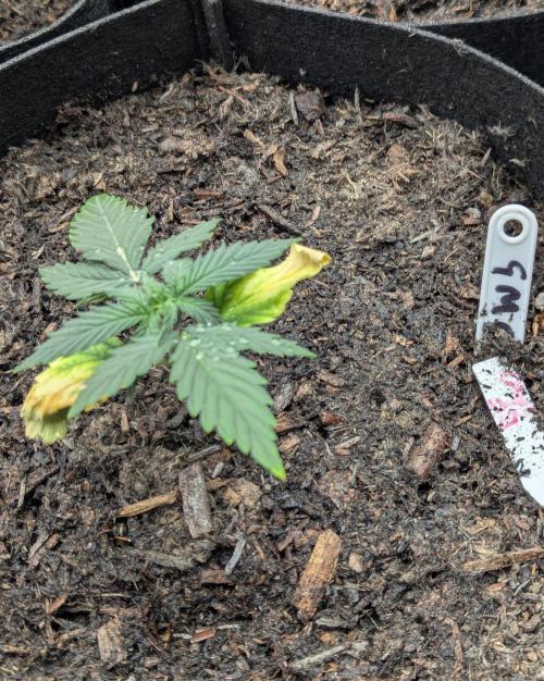 Barney's Farm GMO Auto. Week 2