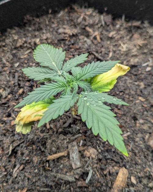 Barney's Farm GMO Auto. Week 2