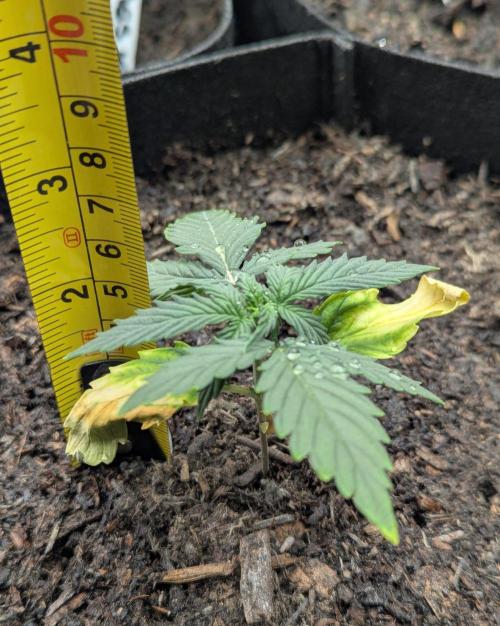 Barney's Farm GMO Auto. Week 2