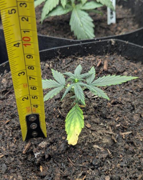 Barney's Farm GMO Auto. Week 2
