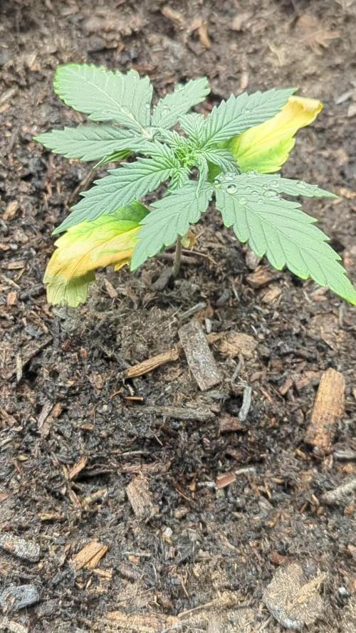 Barney's Farm GMO Auto