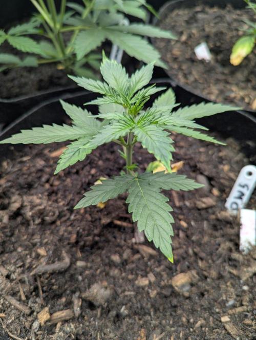 Barney's Farm GMO Auto. Week 3