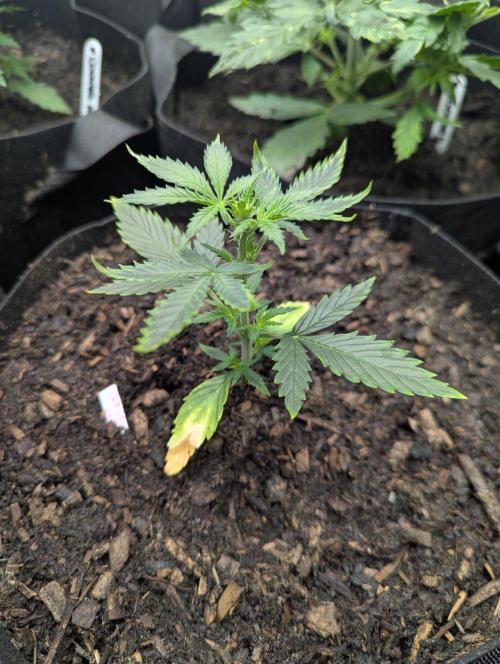 Barney's Farm GMO Auto. Week 3