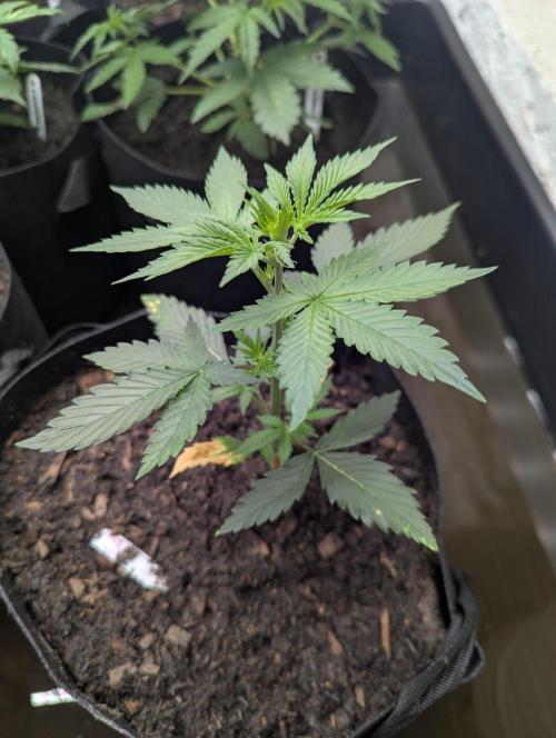 Barney's Farm GMO Auto. Week 3