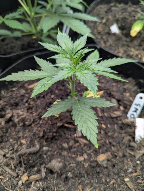 Barney's Farm GMO Auto. Week 3