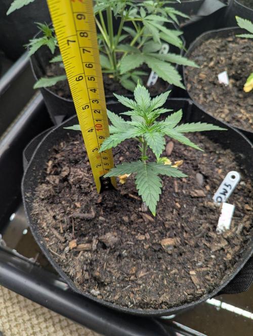 Barney's Farm GMO Auto. Week 3
