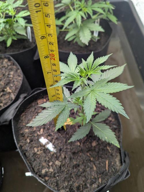 GMO Auto. Week 3