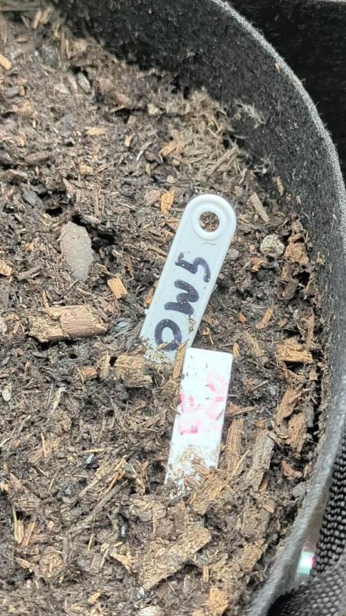 Barney's Farm GMO Auto