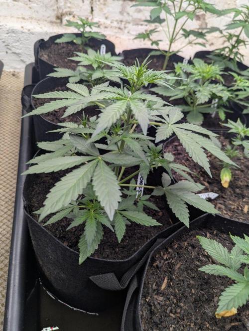 Barney's Farm Cookies Kush Auto. Week 3