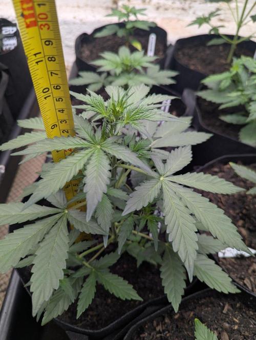Barney's Farm Cookies Kush Auto. Week 3