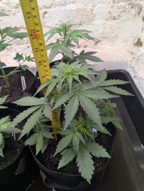 Barney's Farm Cookies Kush Auto. Week 3