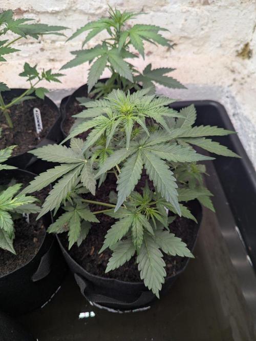 Barney's Farm Cookies Kush Auto. Week 3