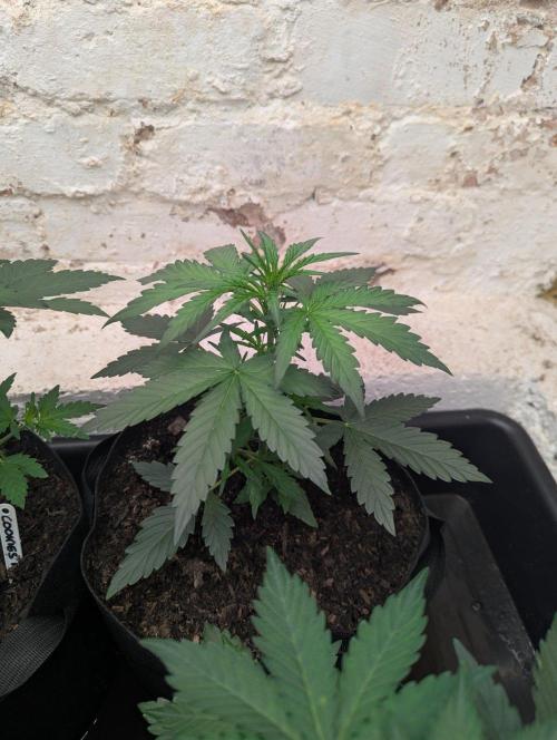 Barney's Farm Cookies Kush Auto. Week 3