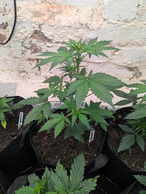 Barney's Farm Cookies Kush Auto. Week 3
