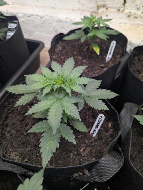 Barney's Farm Cookies Kush Auto. Week 3