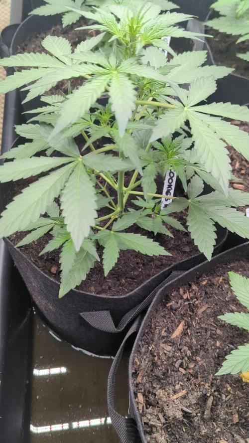Barney's Farm Cookies Kush Auto