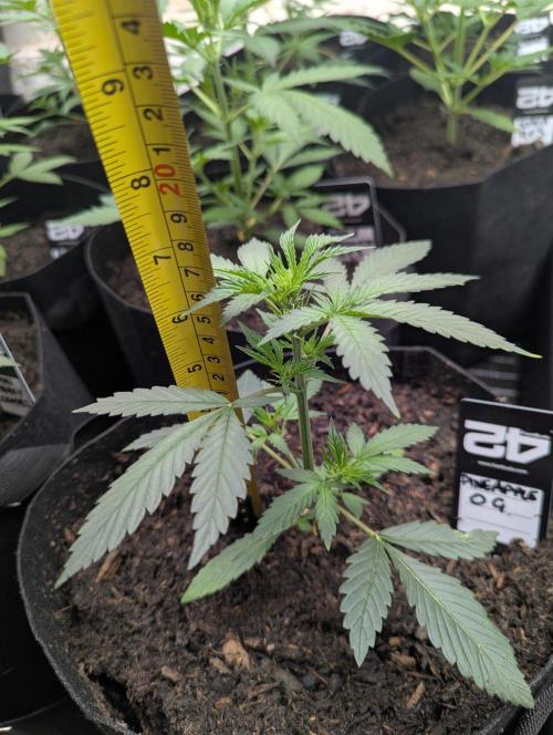 42fastbuds Pineapple OG Auto. Week 3