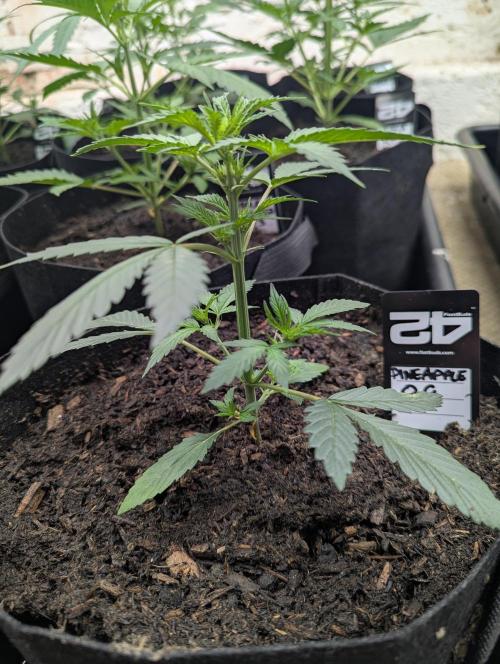 42fastbuds Pineapple OG Auto. Week 3
