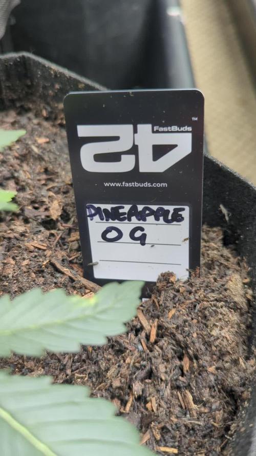 42fastbuds Pineapple OG Auto