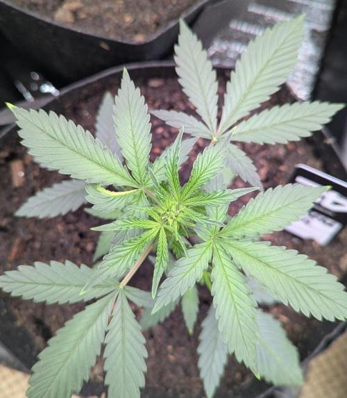 42fastbuds Pineapple OG Auto. Week 3