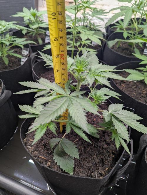 42fastbuds Lemon Cherry Cookies. Week 3