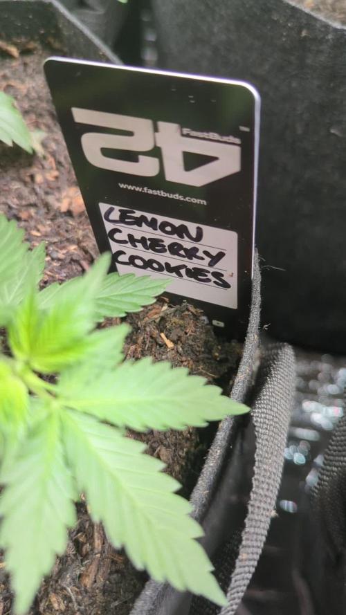 42fastbuds Lemon Cherry Cookies
