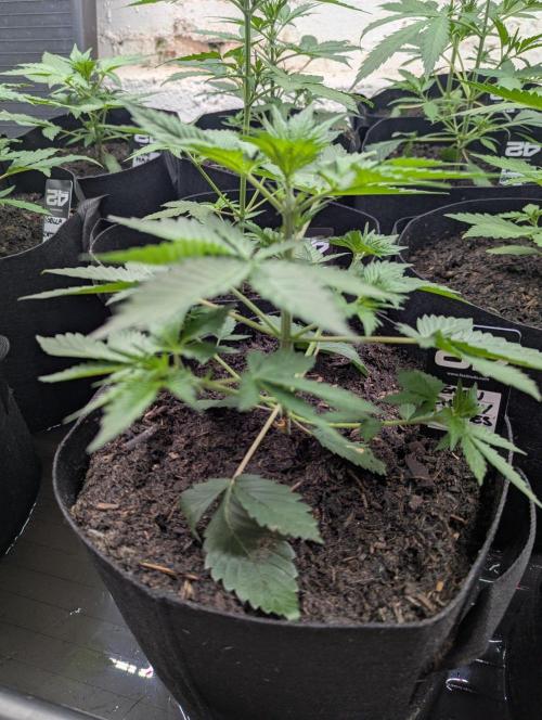 42fastbuds Lemon Cherry Cookies. Week 3