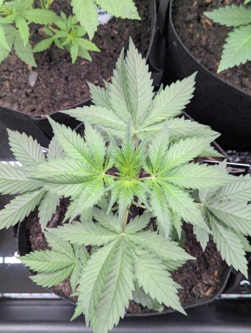 42fastbuds Lemon Cherry Cookies. Week 3