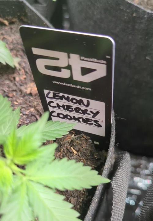 42fastbuds Lemon Cherry Cookies