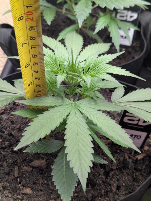 42fastbuds Gelato Auto. Week 3