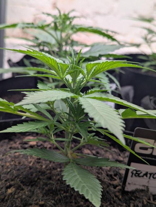 Gelato Auto. Week 3