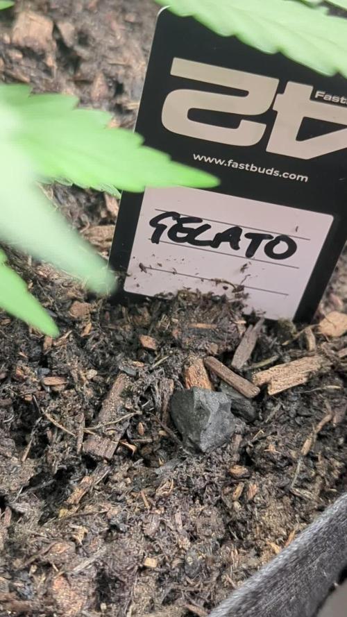 42fastbuds Gelato Auto