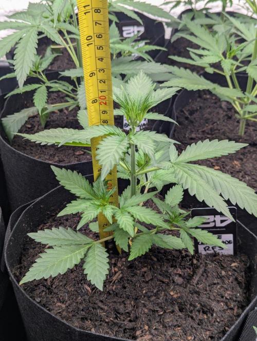 42fastbuds Purple Lemonade RF3 Auto. Week 3